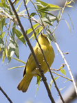 Yellow Warbler 2483